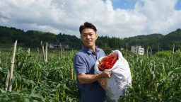 福州闽清云际村做强辣椒特色种植业