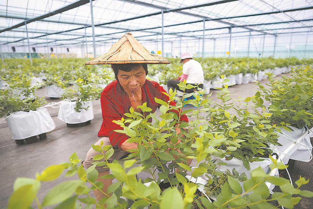 漳州长泰：科技赋能 低效用地变身高品质蓝莓基地