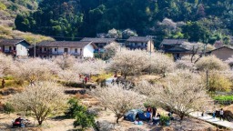 福州永泰奏响“梅”好产业三重奏