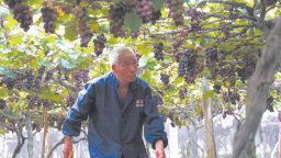 宁德蕉城洋中：葡萄“串”起致富路