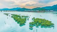 宁德福安全链条整治互花米草 重现碧海银滩