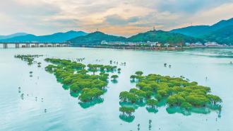 宁德福安全链条整治互花米草 重现碧海银滩