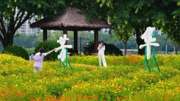 福州新版硫华菊花海亮相
