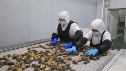 中国鲍鱼之乡福州连江持续吃透“一粒鲍”