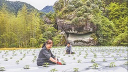 南平政和高山蔬菜迎产销旺季