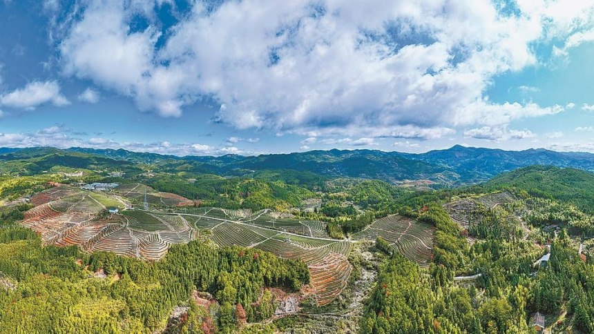 福州闽清：高山茶园春茶飘香