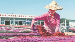 泉州永春：一缕传世香 点燃百亿产业梦