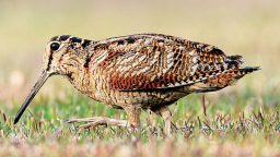 “网红鸟”丘鹬现身厦门