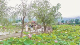 三明建宁：荷花绽放迎客来