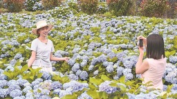 福州闽侯：绣球花迎来盛花期