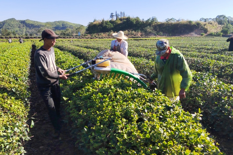 莆田仙游:木兰溪畔产业兴