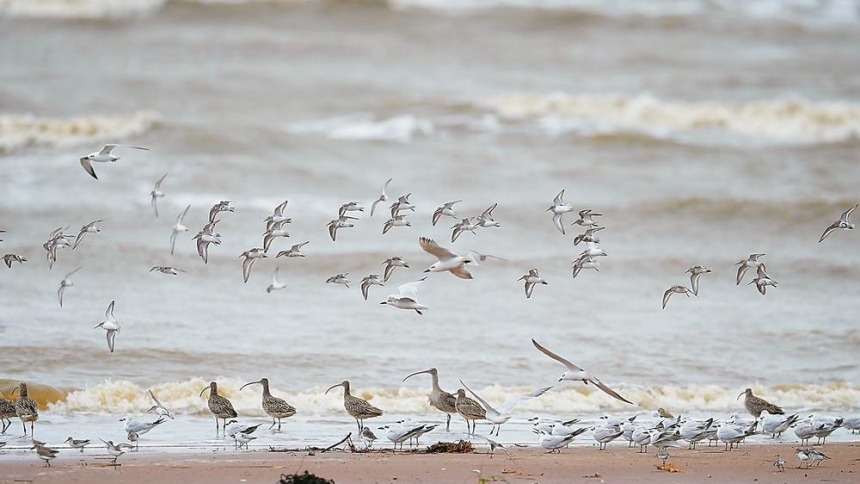 南迁越冬候鸟在闽江河口湿地保护区聚集