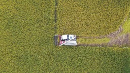 福建南安：晚稻丰收