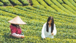 宁德霞浦：沉睡资产“醒”了 茶乡经济“活”了