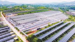 漳州漳浦：“小鹌鹑”飞出大产业