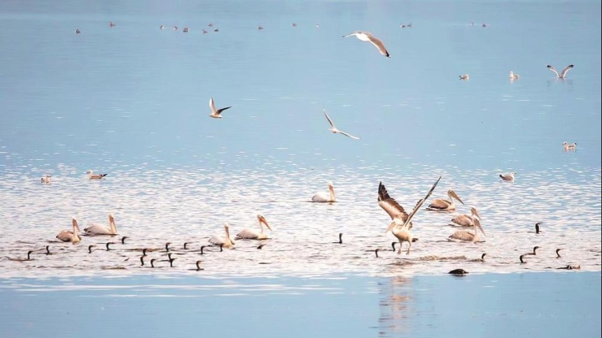 福州罗源湾迎来国家一级保护鸟类卷羽鹈鹕