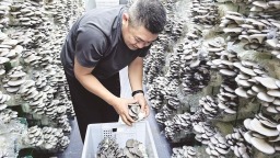 漳州平和：菌菇实现“全年产” 撑起群众“致富伞”