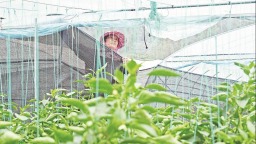 泉州泉港：防寒潮 保丰收