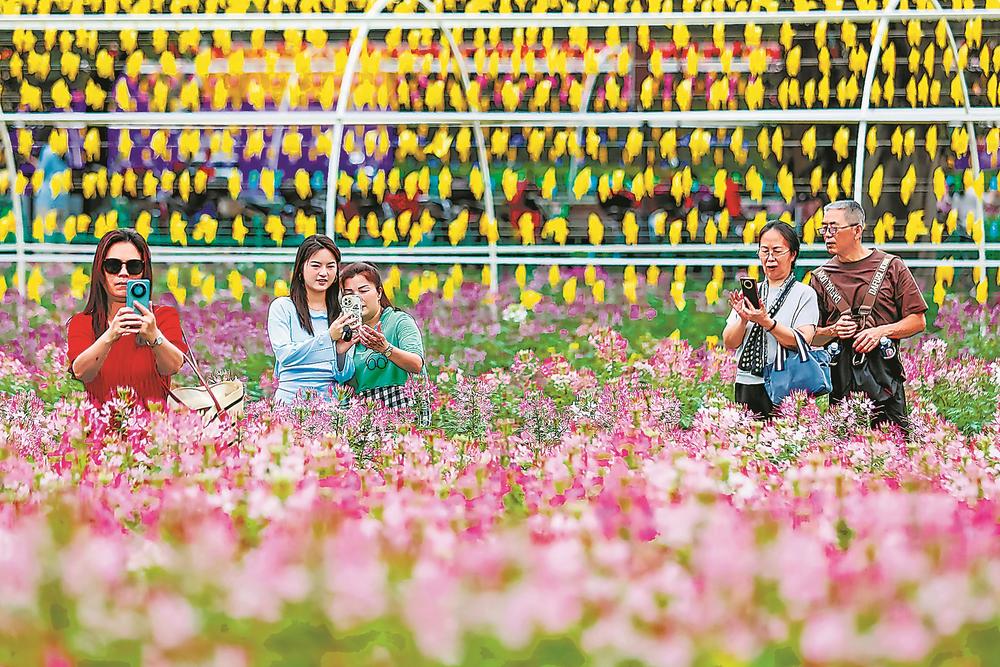 福州花海公园醉蝶花进入盛放期