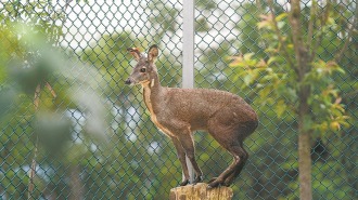 宁德柘荣：林麝养殖如何造富山村