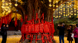 江西万安：2025高岭银杏嘉年华即将启幕