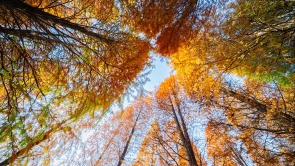 江西金溪：公园红杉醉人心