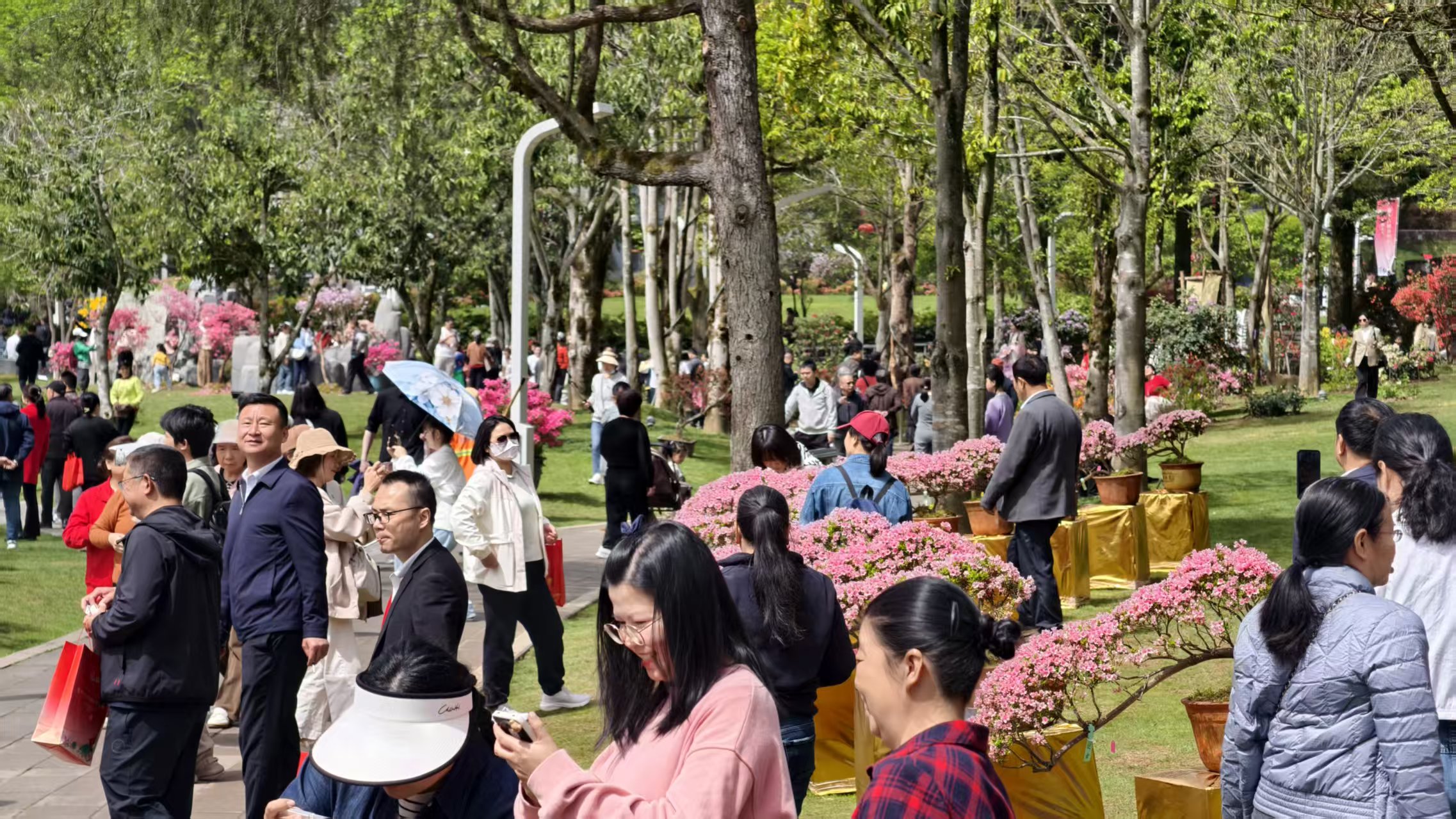 杜鹃花开映山红 文旅融合谱新篇 2025第十六届井冈山杜鹃花节开幕_fororder_微信图片_20250414085200