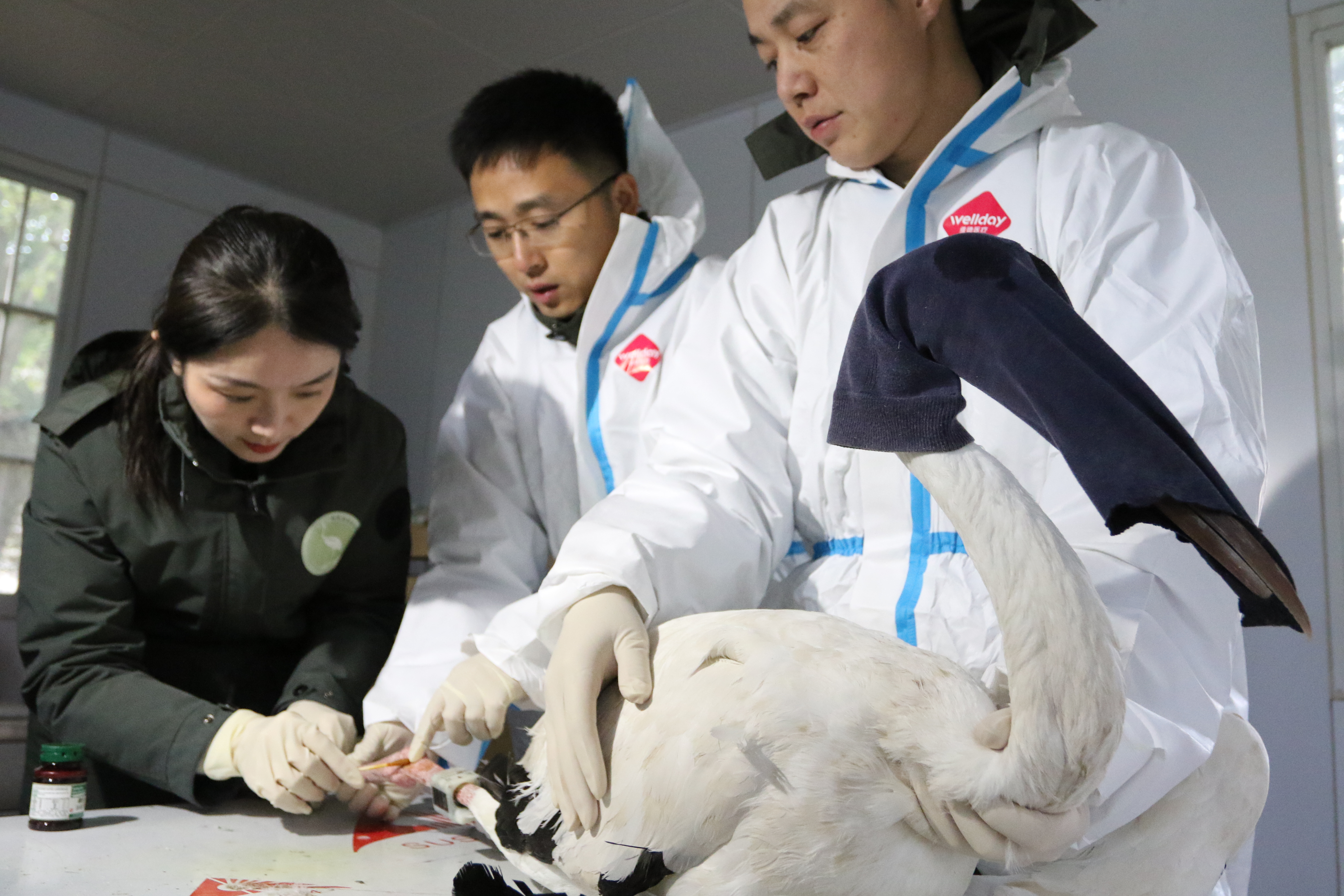 迁徙路上的温暖守望——鄱阳湖候鸟救助的生命交响_fororder_鄱阳湖保护区工作人员为即将放飞的白鹤做健康检查及环志工作（王小龙摄）