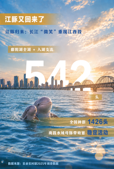 江豚又回来了