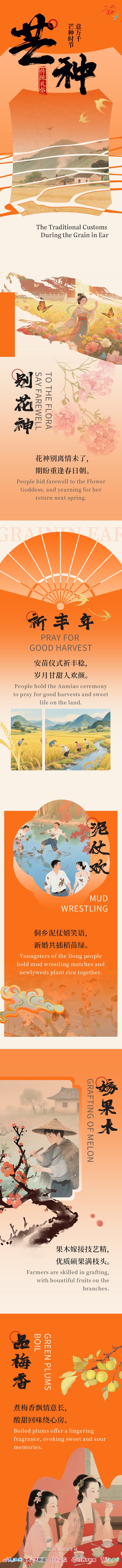 【双语海报】传统礼俗 芒种时节意万千/The Traditional Customs During the Grain in Ear