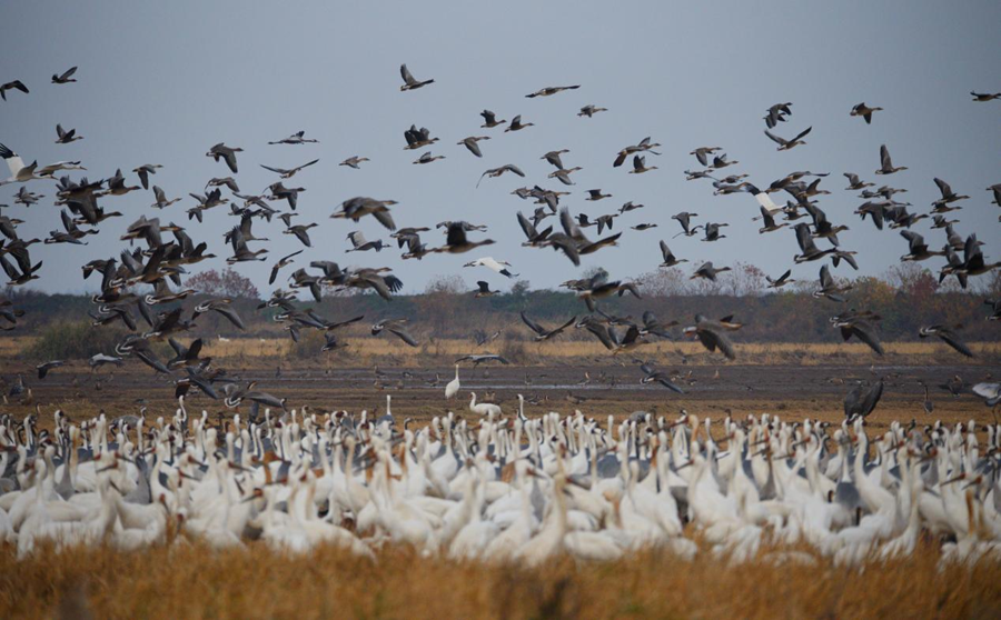 江西余干:数万候鸟“情迷”插旗洲
