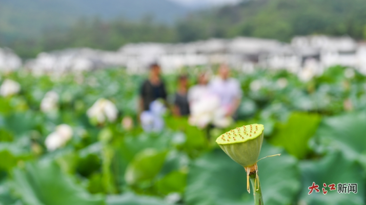 莲语千年！广昌姚西村书写新时代的“爱莲说”