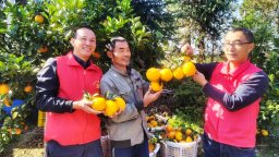 江西赣州：智慧助农结硕果 脐橙飘香话丰收