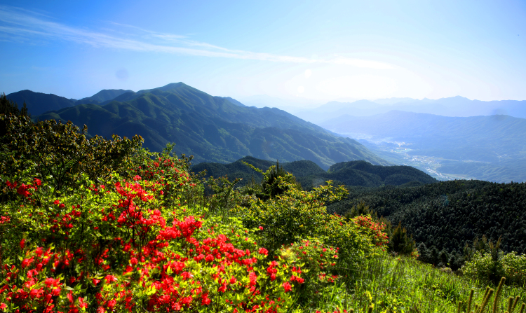 守护绿色明珠 谱写生态华章——江西官山国家级自然保护区生态保护工作纪实_fororder_官山杜鹃花开