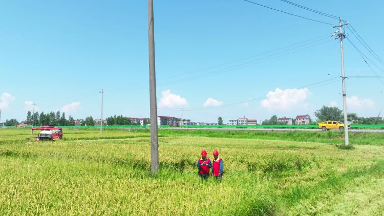 国网丰城市供电公司：高标准农田建设添“电”力 乡村振兴展现新“丰”景_fororder_微信图片_20250826102616