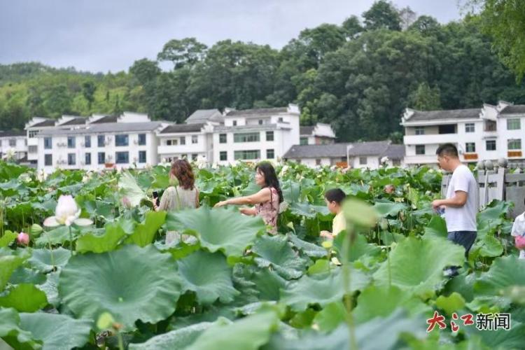 电商直播助力 文旅融合搭台 广昌“莲”通乡村振兴路