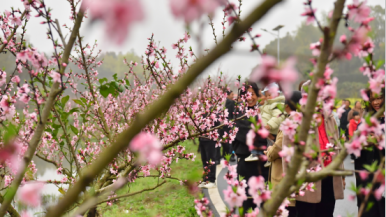 江西崇仁第三届桃花节：十里桃花映红乡村振兴路