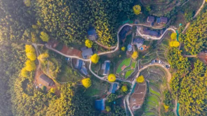 江西万安：2025高岭银杏嘉年华即将启幕