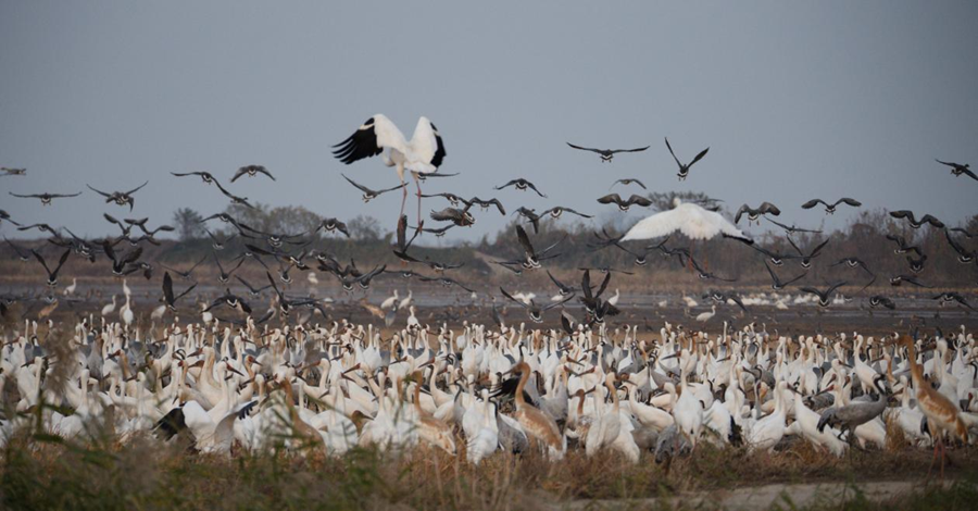 江西余干:数万候鸟“情迷”插旗洲