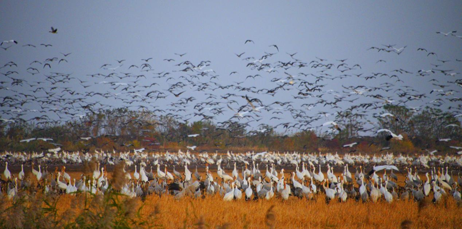 江西余干:数万候鸟“情迷”插旗洲