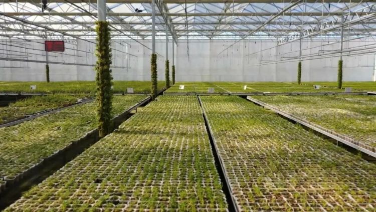 药都焕新・喜迎盛会 | 一粒种子的“金” 色未来