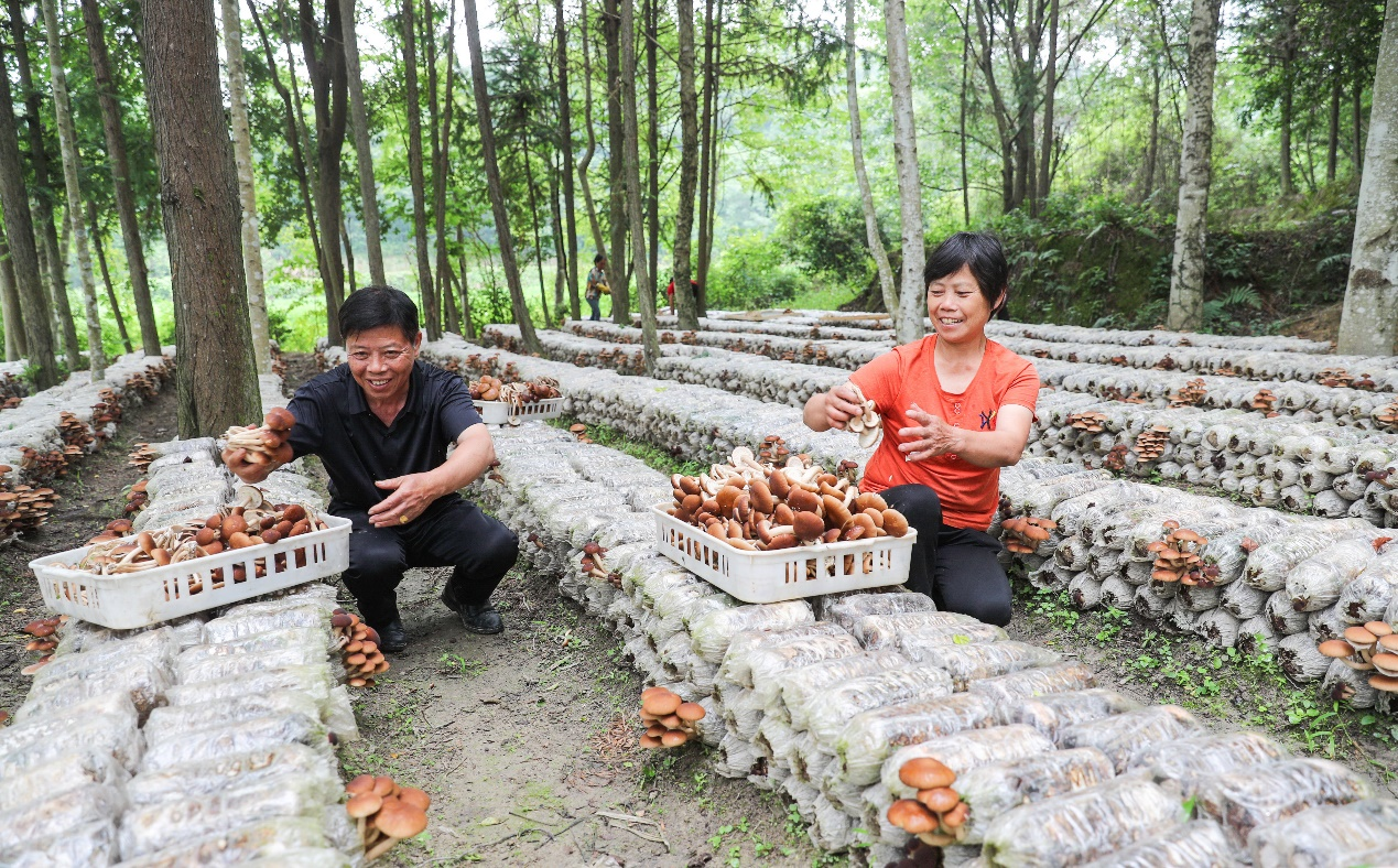 点绿成金，文脉生辉：广昌谱写绿水青山“生金”新篇章_fororder_图片7