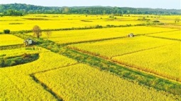 江西省中稻收获面积超1200万亩  全年粮食总产量有望超440亿斤
