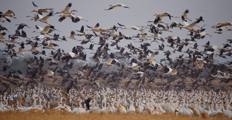 江西余干：数万候鸟“情迷”插旗洲