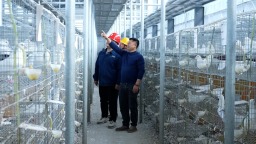 国网万载县供电公司：电力赋能“鸽”业兴 绘就乡村好光景