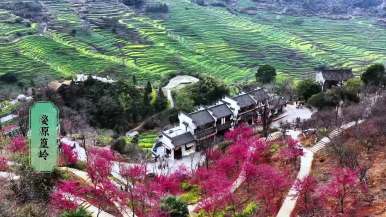 春日篁岭 花的盛宴_截图