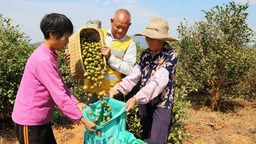 加速推进三产融合 交出亮眼成绩单 江西油茶面积产能产值稳居全国第二