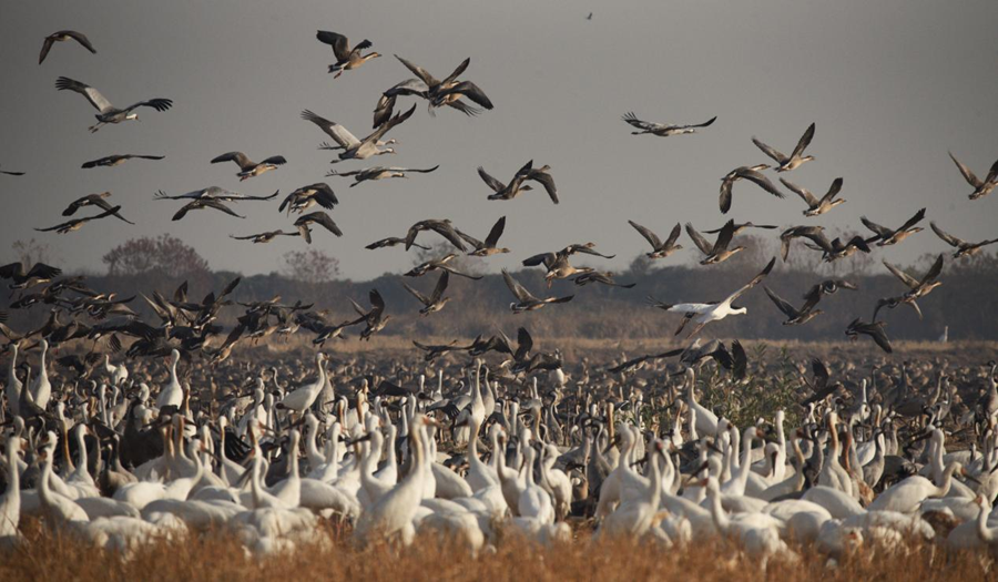 江西余干:数万候鸟“情迷”插旗洲