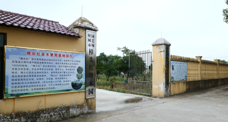 药都焕新・喜迎盛会 | 一粒种子的“金” 色未来