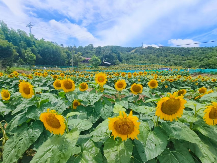 南昌湾里：金葵映日织锦带 芝麻开节绘新图_fororder_图1 大湾集团供图